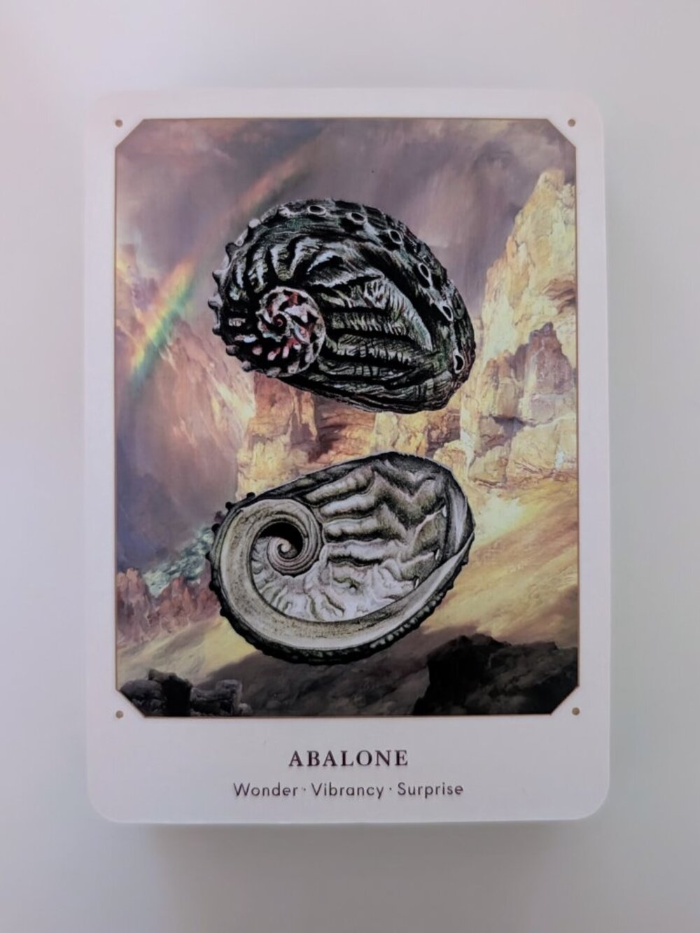 Seashell Oracle π - Picture 3 of 7